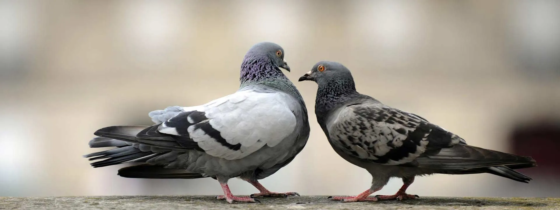 Bandeau Nettoyage de fientes de pigeons sur Narbonne